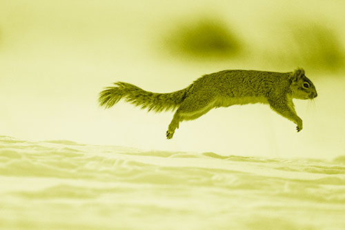 Squirrel Leap Flying Across Snow (Yellow Shade Photo)
