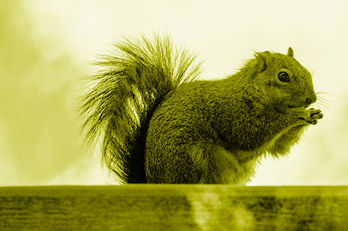 Squirrel Nibbles Breakfast Atop Concrete Skatepark (Yellow Shade)