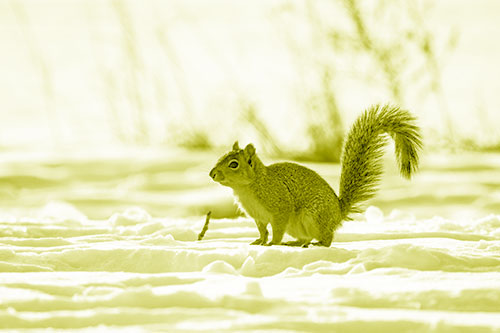 Squirrel Observing Snowy Terrain (Yellow Shade Photo)