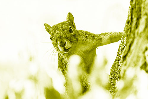 Squirrel Peeks Around Tree Base (Yellow Shade Photo)