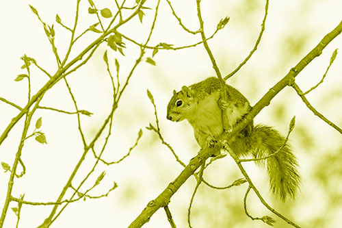 Squirrel Sits Among Sprouting Tree Branches (Yellow Shade)