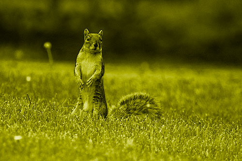 Squirrel Standing Atop Fresh Cut Grass On Hind Legs (Yellow Shade Photo)