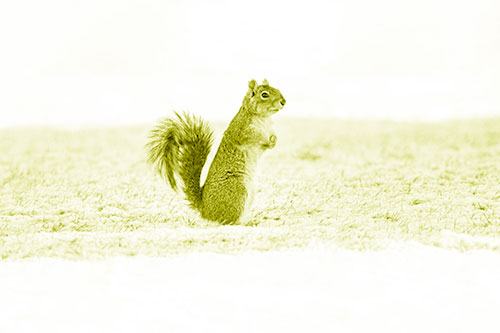 Squirrel Standing On Snowy Patch Of Grass (Yellow Shade Photo)