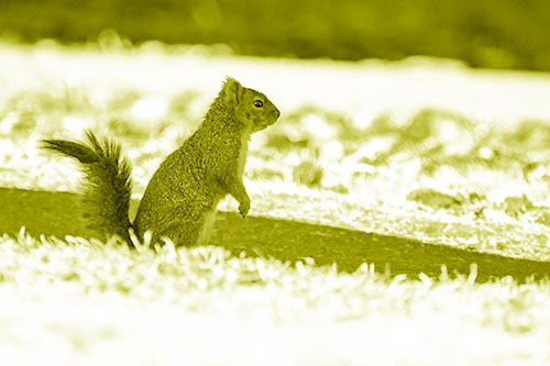Squirrel Standing Upwards On Hind Legs (Yellow Shade Photo)