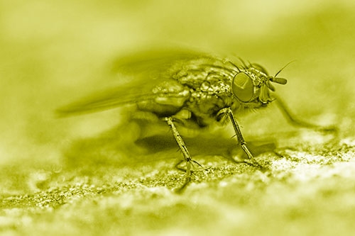 Standing Cluster Fly Getting Suntan Atop Rock (Yellow Shade)