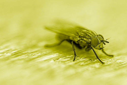 Standing Cluster Fly Resting Atop Wood (Yellow Shade)