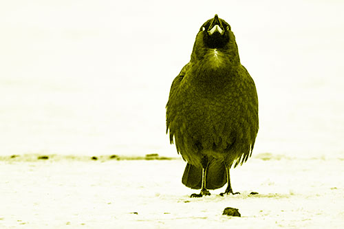 Standing Crow Cawing Loudly (Yellow Shade Photo)