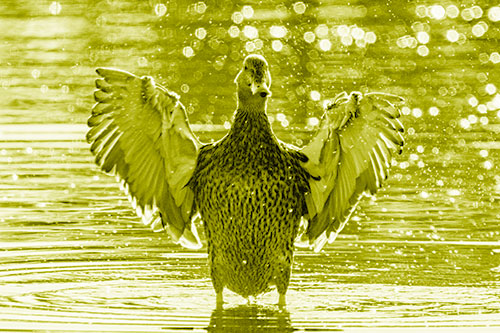 Standing Mallard Duck Flapping Wings Among Shore (Yellow Shade)