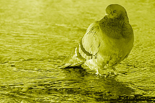 Standing Pigeon Gandering Atop River Water (Yellow Shade)