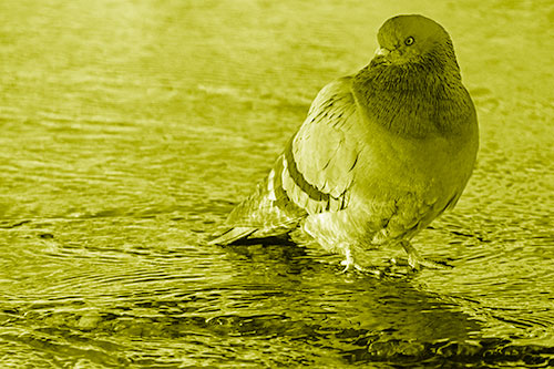 Standing Pigeon Gandering Atop River Water (Yellow Shade Photo)