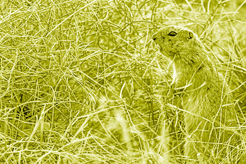 Standing Prairie Dog Snarls Towards Intruders (Yellow Shade Photo)