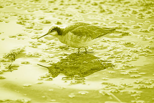 Standing Sandpiper Wading In Shallow Algae Filled Lake Water (Yellow Shade Photo)