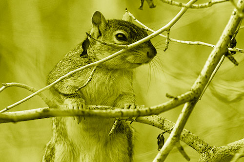 Standing Squirrel Peeking Over Tree Branch (Yellow Shade)