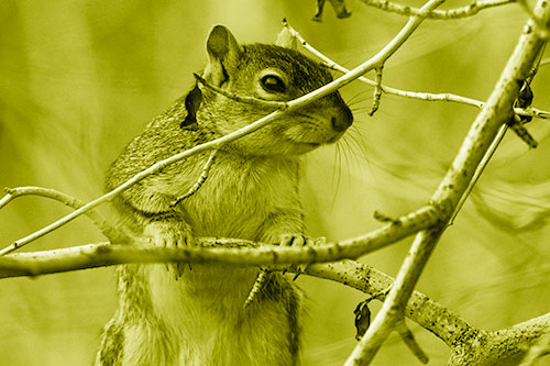 Standing Squirrel Peeking Over Tree Branch (Yellow Shade Photo)