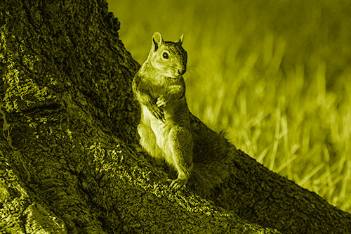 Standing Squirrel Poses Among Sloping Tree Stump (Yellow Shade)