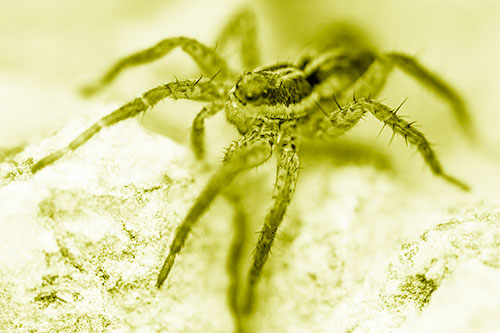 Standing Wolf Spider Guarding Rock Top (Yellow Shade Photo)
