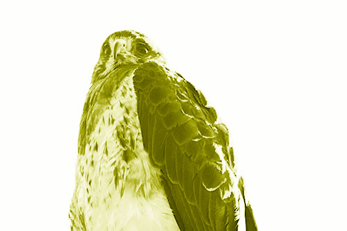 Startled Looking Rough Legged Hawk (Yellow Shade Photo)