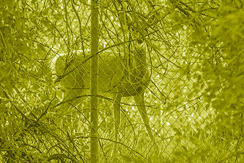 Startled White Tailed Deer Freezes Behind Chain Link Fence (Yellow Shade)