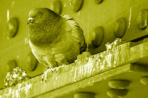 Steel Beam Perched Pigeon Keeping Watch (Yellow Shade Photo)