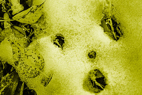 Stem Shocked Snow Face Among Fallen Leaves (Yellow Shade)