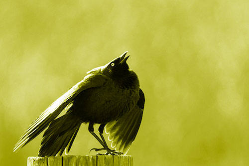 Stomping Grackle Croaking Atop Wooden Fence Post (Yellow Shade Photo)