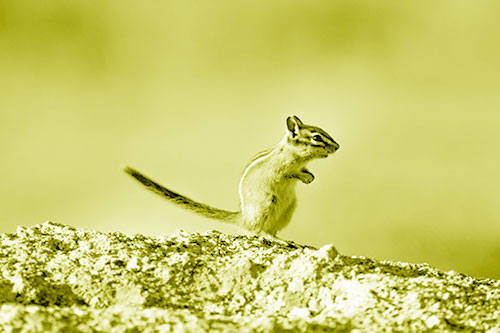 Straight Tailed Standing Chipmunk Clenching Paws (Yellow Shade Photo)