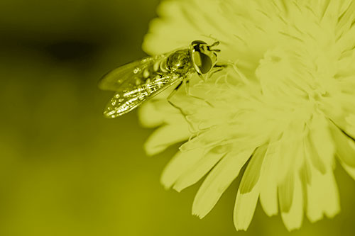 Striped Hoverfly Pollinating Flower (Yellow Shade Photo)