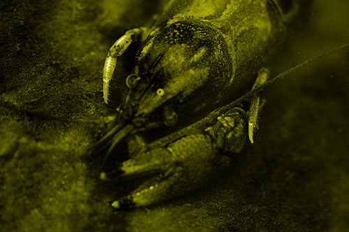 Submerged Crayfish Under Shallow Water (Yellow Shade Photo)