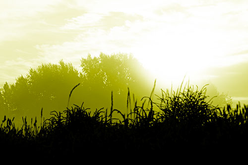 Sun Rises Beyond Fog Filled Treeline (Yellow Shade Photo)