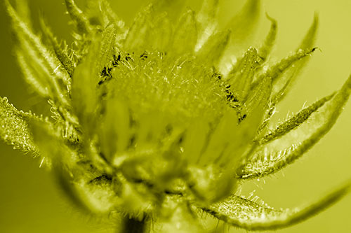 Sunflower Bud Unfurling Towards Sunlight (Yellow Shade Photo)