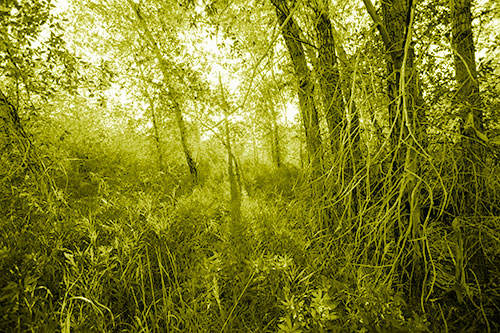 Sunlight Bursts Through Shaded Forest Trees (Yellow Shade Photo)