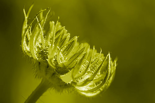 Sunlight Enters Spiky Unfurling Sunflower Bud (Yellow Shade Photo)