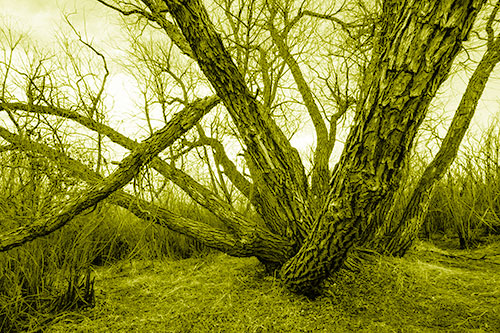 Sunlight Peeking Through Twisting Tree Trunks (Yellow Shade)