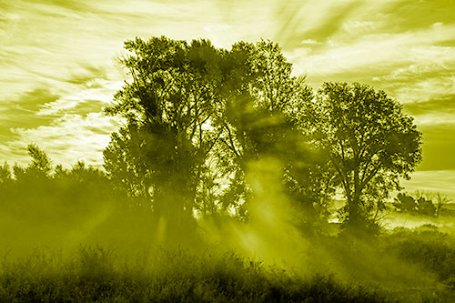 Sunlight Rays Burst Through Fog Surrounded Trees (Yellow Shade Photo)