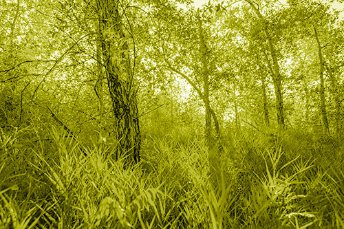 Sunrise Casts Forest Tree Shadows (Yellow Shade Photo)