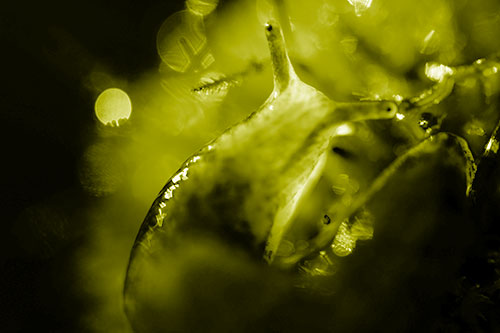 Sunshine Illuminates Translucent Marsh Slug (Yellow Shade Photo)