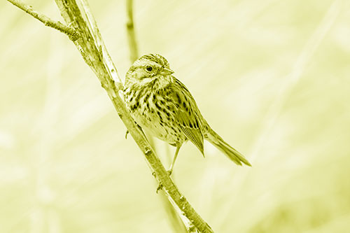 Surfing Song Sparrow Rides Tree Branch (Yellow Shade Photo)