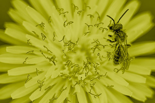 Sweat Bee Collecting Dandelion Pollen (Yellow Shade Photo)