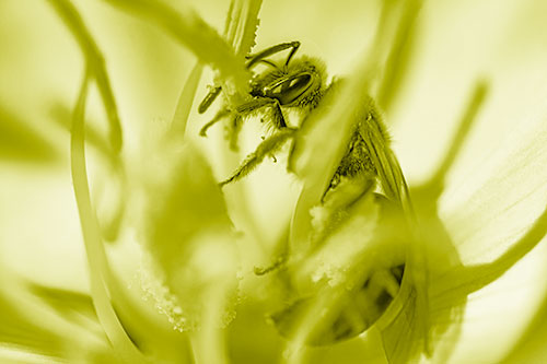Sweat Bee Collecting Pollen Off Primrose Flower (Yellow Shade)