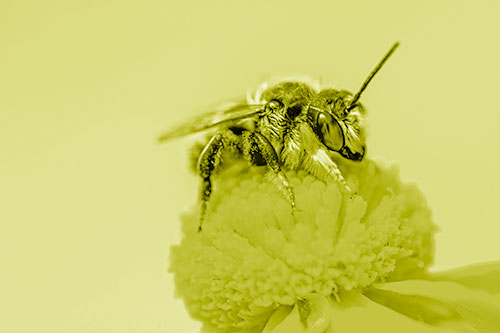 Sweat Bee Collecting Pollen Off Sneezeweed Flower (Yellow Shade)