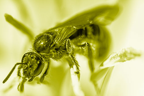 Sweat Bee Enjoying Primrose Flower Pollen (Yellow Shade)
