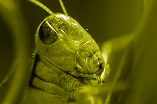 Sweaty Grasshopper Seeking Shade (Yellow Shade Photo)