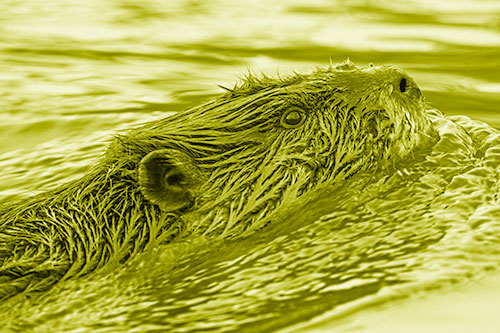 Swimming Beaver Keeping Head Above Water (Yellow Shade Photo)