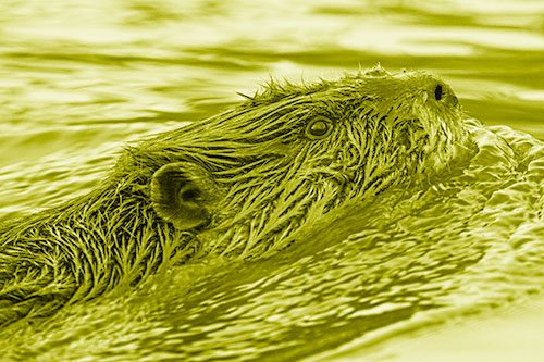 Swimming Beaver Keeping Head Above Water (Yellow Shade)
