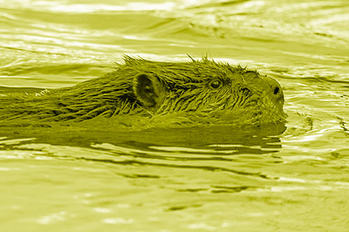 Swimming Beaver Patrols River Surroundings (Yellow Shade Photo)