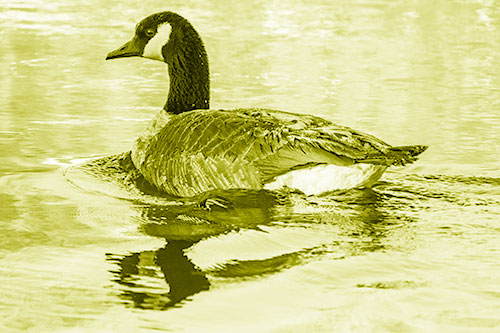 Swimming Goose Ripples Through Water (Yellow Shade)