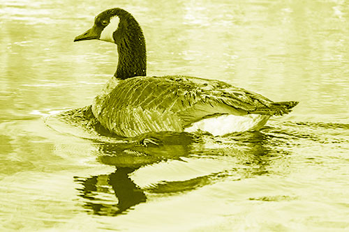 Swimming Goose Ripples Through Water (Yellow Shade Photo)