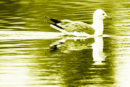 Swimming Seagull Lake Water Reflection (Yellow Shade Photo)