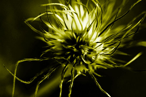 Swirling Pasque Flower Seed Head (Yellow Shade Photo)