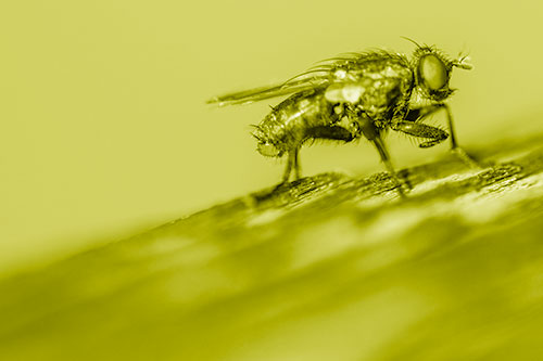 Tachinid Fly Curling Arm Among Sloping Wood (Yellow Shade)